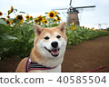 微笑的Shiba Inu,向日葵和風車(Sakura Furusato廣場) 微笑的Shiba Inu,向日葵和風車(Sakura Furusato廣場) 40585504