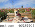 微笑的Shiba Inu和Cosmos Field(Sakura Furusato Plaza) 微笑的Shiba Inu和Cosmos Field(Sakura Furusato Plaza) 40585505