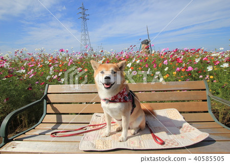 微笑的Shiba Inu和Cosmos Field(Sakura Furusato Plaza) 微笑的Shiba Inu和Cosmos Field(Sakura Furusato Plaza) 40585505