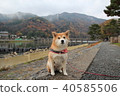 Shiba Inu和Arashiyama秋葉 Shiba Inu和Arashiyama秋葉 40585506