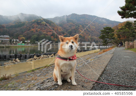 Shiba Inu和Arashiyama秋葉 Shiba Inu和Arashiyama秋葉 40585506