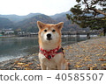 Shiba Inu和Arashiyama Togetsu Bridge Shiba Inu和Arashiyama Togetsu Bridge 40585507