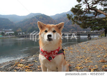 Shiba Inu和Arashiyama Togetsu Bridge Shiba Inu和Arashiyama Togetsu Bridge 40585507