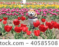 微笑的Shiba Inu和郁金香場(Sakura Furusato Plaza) 微笑的Shiba Inu和郁金香場(Sakura Furusato Plaza) 40585508