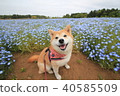 微笑的Shiba Inu和nemophila領域 微笑的Shiba Inu和nemophila領域 40585509
