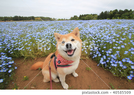 微笑的Shiba Inu和nemophila領域 微笑的Shiba Inu和nemophila領域 40585509