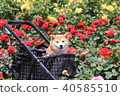 一朵紅玫瑰和一個微笑的柴犬(Yamatsu玫瑰園) 一朵紅玫瑰和一個微笑的柴犬(Yamatsu玫瑰園) 40585510