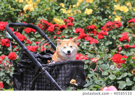 A red rose and a smiling Shiba Inu (Yamatsu rose garden) A red rose and a smiling Shiba Inu (Yamatsu rose garden) 40585510