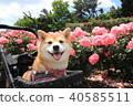 微笑的Shiba Inu和粉紅玫瑰(Tanitsu玫瑰園)2 微笑的Shiba Inu和粉紅玫瑰(Tanitsu玫瑰園)2 40585511