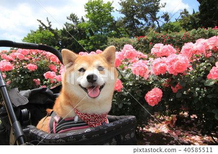 微笑的Shiba Inu和粉紅玫瑰(Tanitsu玫瑰園)2 微笑的Shiba Inu和粉紅玫瑰(Tanitsu玫瑰園)2 40585511