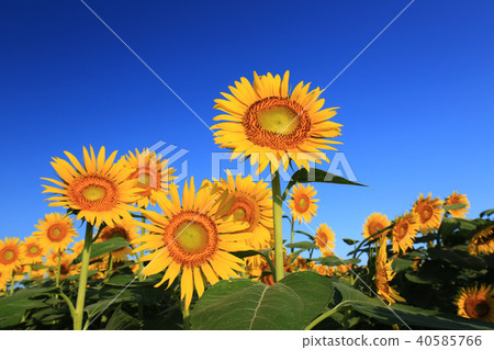 Sunflower 6225 Sunflower 6225 40585766