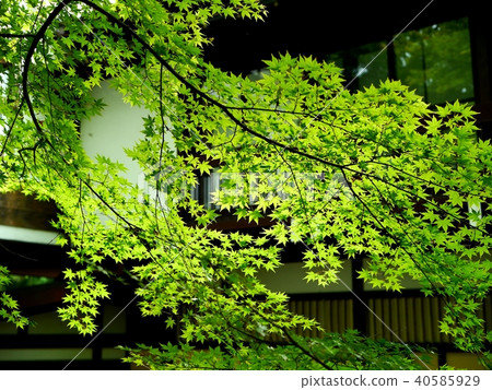 When I was young leaves When I was young leaves 40585929