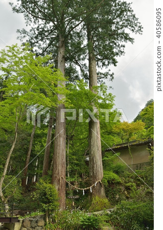 兵庫縣丹波市的一個旅遊景點,在去往Dokkyo瀑布途中的武術樹。 兵庫縣丹波市的一個旅遊景點,在去往Dokkyo瀑布途中的武術樹。 40586095