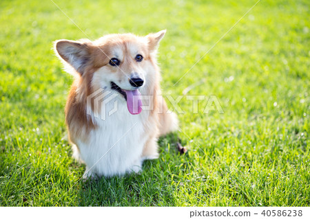corgi fluffy portrait 40586238