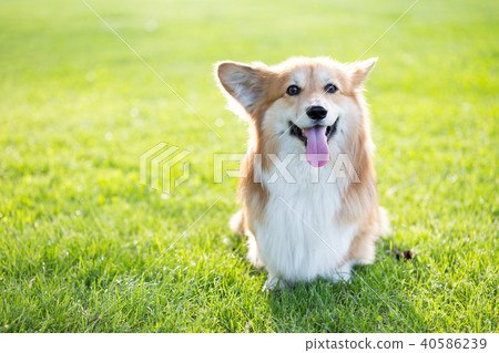 corgi fluffy portrait 40586239