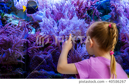 Little girl watching fish and corals in the aquarium Little girl watching fish and corals in the aquarium 40586267