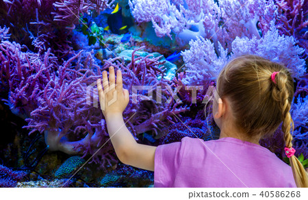 Little girl watching fish and corals in the aquarium Little girl watching fish and corals in the aquarium 40586268