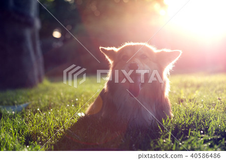 corgi fluffy portrait 40586486