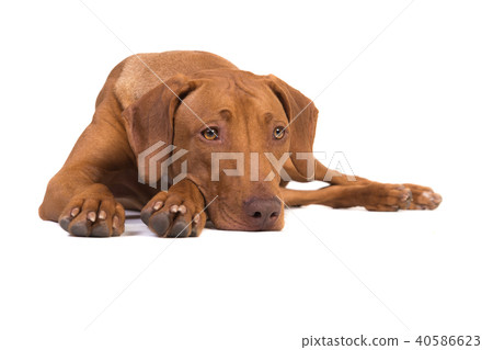 Pretty rhodesian ridgeback dog lying on the floor Pretty rhodesian ridgeback dog lying on the floor 40586623