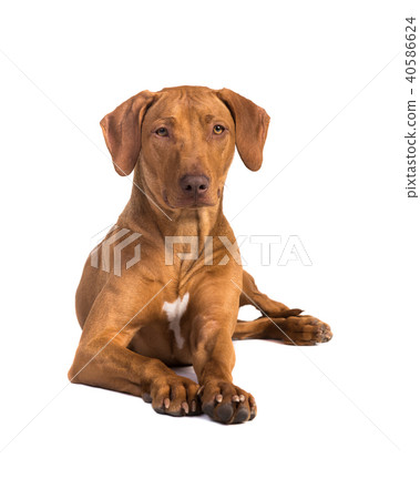 Pretty rhodesian ridgeback dog lying on the floor  40586624
