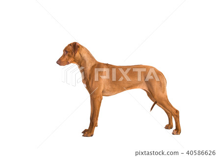 Rhodesian ridgeback dog standing in show position  40586626