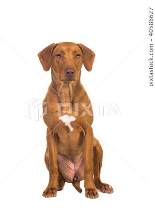 Pretty rhodesian ridgeback dog sitting 40586627