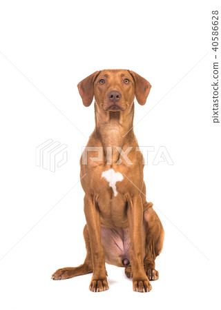 Pretty rhodesian ridgeback dog sitting looking up  40586628