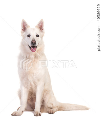 Sitting white swiss shepherd dog Sitting white swiss shepherd dog 40586629
