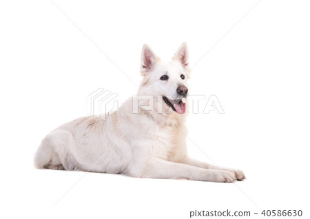 White swiss shepherd dog lying on the floor White swiss shepherd dog lying on the floor 40586630