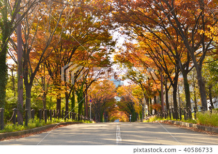Autumn street tree Autumn street tree 40586733