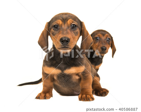 Sitting shorthair dachshund puppy dogs 40586887