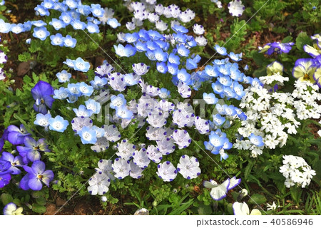 神奈川縣橫濱市里山花園的Nemophila 神奈川縣橫濱市里山花園的Nemophila 40586946