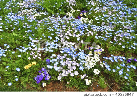 神奈川縣橫濱市里山花園的Nemophila 神奈川縣橫濱市里山花園的Nemophila 40586947