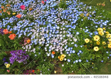 神奈川縣橫濱市里山花園的Nemophila 神奈川縣橫濱市里山花園的Nemophila 40586948