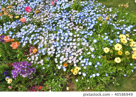 神奈川縣橫濱市里山花園的Nemophila 神奈川縣橫濱市里山花園的Nemophila 40586949