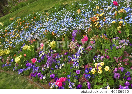 神奈川縣橫濱市里山花園的Nemophila 神奈川縣橫濱市里山花園的Nemophila 40586950