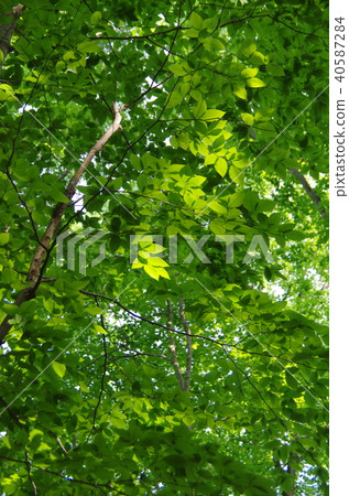 Fresh green 40587284