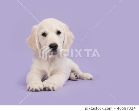 Cute golden retriever puppy lying on the floor 40587324