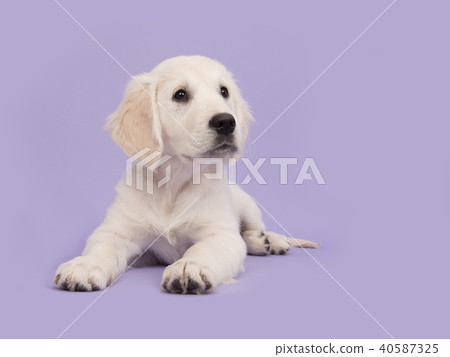 Cute golden retriever puppy on purple Cute golden retriever puppy on purple 40587325