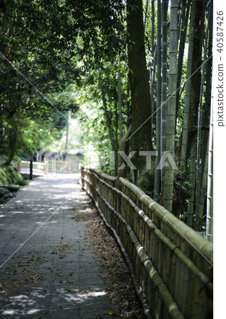 Road of bamboo forest (Kirishima Sannomaru Ikemizu) Road of bamboo forest (Kirishima Sannomaru Ikemizu) 40587426