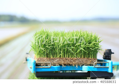 Rice planting seedling image 40588631