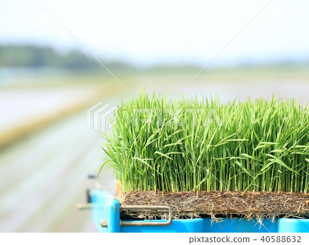 Rice planting seedling image 40588632