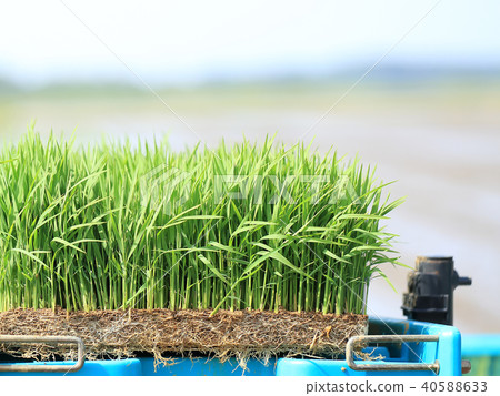 Rice planting seedling image 40588633