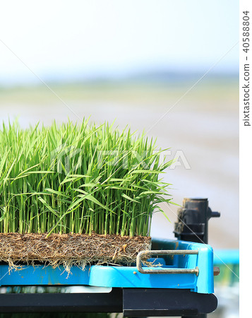 Rice planting seedling image Rice planting seedling image 40588804