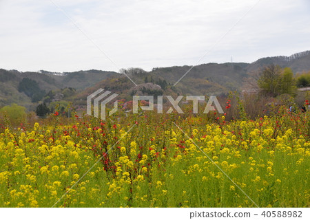 Hanamiyama Park Hanamiyama Park 40588982
