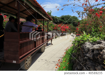 沖繩縣竹富島水牛車 照片素材 圖片 圖庫