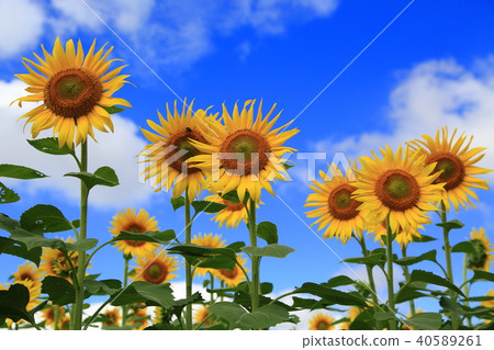 Kiyose sunflower 40589261