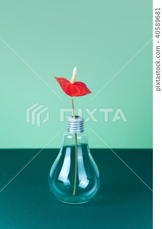 Red Anthurium flower in vase on green background. 40589681