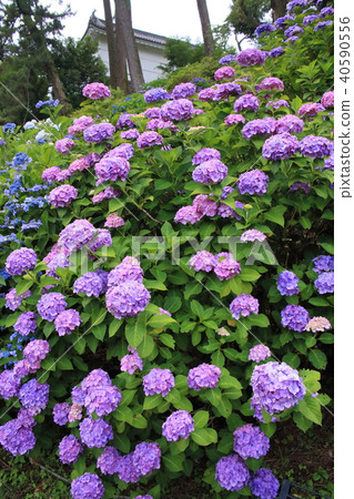 照片素材(图片): 小田原城 绣球花 城堡