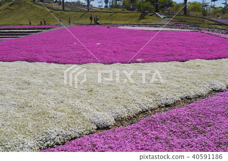 Shibazakura gradation 2 40591186